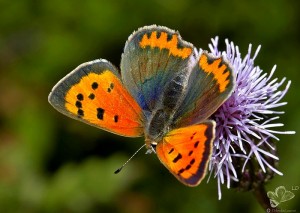 ( lycaena phlaeas) papillon cuivré commun  laurent debordes la crèche 79 (5).jpg