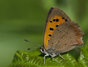 ( lycaena phlaeas) papillon cuivré commun  laurent debordes la crèche 79 (6).jpg