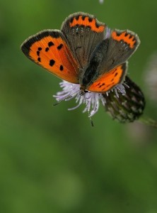 ( lycaena phlaeas) forme caeruleopuctata. papillon cuivré commun  laurent debordes la crèche 79 (8).JPG