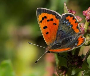 ( lycaena phlaeas) forme caeruleopuctata. papillon cuivré commun  laurent debordes la crèche 79 (10).jpg