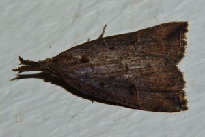 P1070842 a.jpg