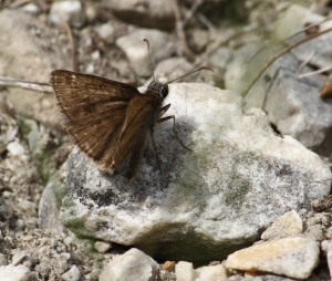 Liste 3203 A déterminer Soulère Jean-Pierre Sournia 66 25052010 4987.jpg (126.71 Kio) Consulté 1278 fois Liste 3203 A déterminer Soulère Jean-Pierre Sournia 66 25052010 4987.jpg