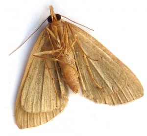 resized_Noctuidae - zanclognatha tarsipennalis -  06-2010.jpg