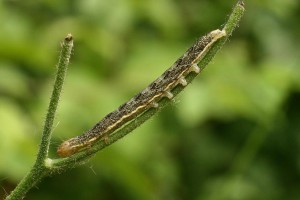 Liste 3236 A déterminer Aetheria bicolorata Billard Michel St Alban Leysse 73 altitude 500m 27mm sur Hieracium murorum 28052010 5353.jpg