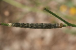 Liste 3237 A déterminer Aetheria bicolorata Billard Michel St Alban Leysse 73 altitude 500m 27mm sur Hieracium murorum 28052010 5354.jpg