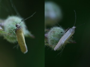 micro.jpg