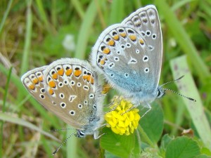 polyommatus icarus.JPG