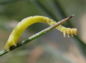 chenille a identifier 20 aout 2009 sur fenouil.jpg