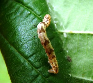 eupithecia chenille.jpg