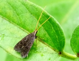 Lecithocera nigrana check 4 aout 2010.jpg
