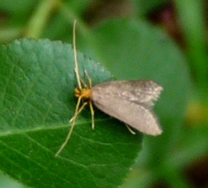 Eurodachtha pallicornella check 16062010.jpg