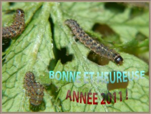 Chenilles de Caradrine rouillée Platyperigea kadenii.jpg