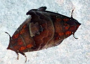 Noctuidae - Scoliopteryx libatrix - 28-02-2010.jpg