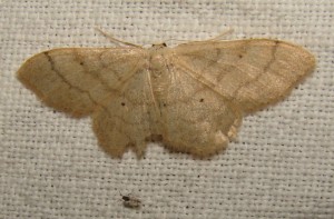 Idaea aversata ou Idaea straminata.JPG