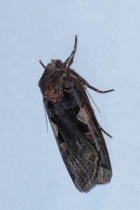 P1120022 a.jpg