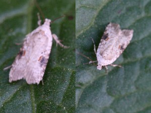 agonopterix.jpg