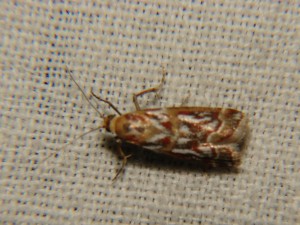 Acrobasis porphyrella.JPG