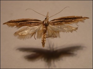 ph 081.jpg