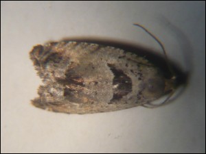 micro 003.jpg