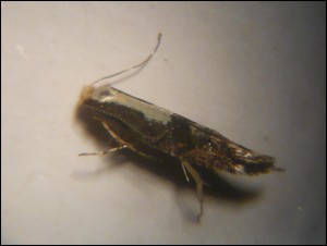 micro 004.jpg