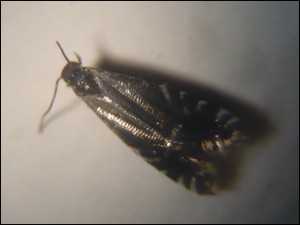 micro 007.jpg