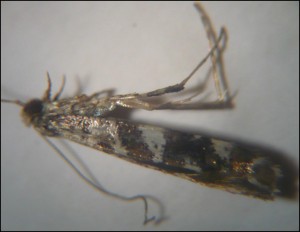 micro 001.jpg