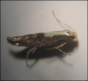 micro 4a.jpg