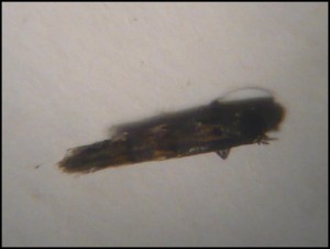 micro 009a.jpg