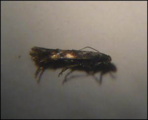 micro 009b.jpg