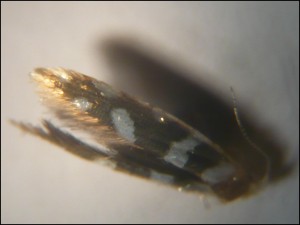 micro 013.jpg
