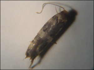 Micro 011.jpg