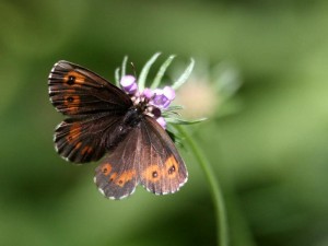 Liste 3322 A déterminer Erebia aethiops Laprat Michel Saint-Véran 05 08082010.jpg