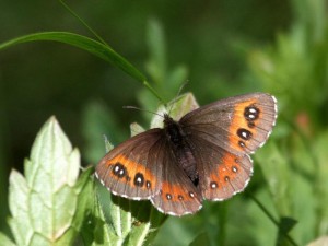 Liste 3323 A déterminer 2 Erebia aethiops Laprat Michel Saint-Véran 05 08082010.jpg