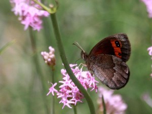 Liste 3324 A déterminer Erebia aethiops Laprat Michel Saint-Véran 05 12082010.jpg