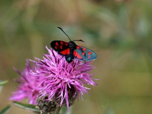 Liste 3331 A déterminer Zygaena trifolii Laprat Michel Saint-Véran 05 12082010.jpg