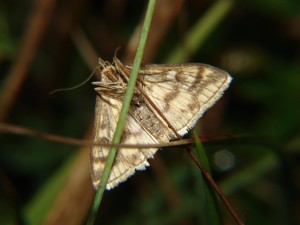 DSC02362.JPG