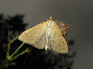DSC02364.JPG