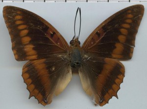 Charaxes lucretius recto.jpg