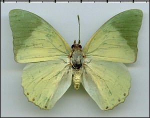 Charaxes subornatus recto.jpg