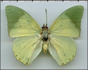 Charaxes subornatus recto.jpg