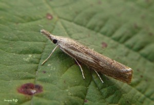 Liste 3254 A déterminer Agriphila geniculea Riffé Jacques Saint-Maurice des Noues 85 18092010.jpg
