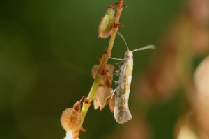 Liste 3267 A déterminer Argyresthia goedartella ou Cedestis gysseleniella Billard Michel Pralognan 73 Pont de la Pêche 1755m 31072010.jpg