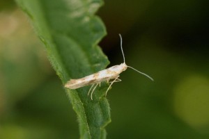 Liste 3268 A déterminer Argyresthia goedartella ou Cedestis gysseleniella 2 Billard Michel Pralognan 73 Pont de la Pêche 1755m 31072010.jpg