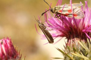 Liste 3271 Catoptria furcatella  & Zygaena exulans sur Carduus defloratus Billard Michel Col Izoard 2360, Col Perdu 2479m 11082010.jpg