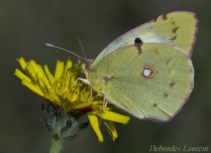 Colias alfacariensis debordes laurent la crèche 79 le 12092010.jpg