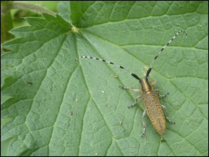 Cer 023 - Agapanthia villosoviridescens.jpg