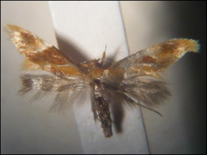 aa 003 Epicallima formosella.jpg