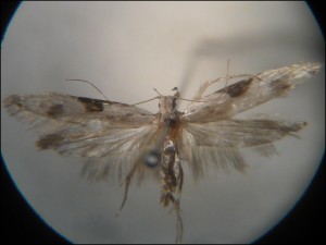 aa 011 Hypatima rhomboidella.jpg