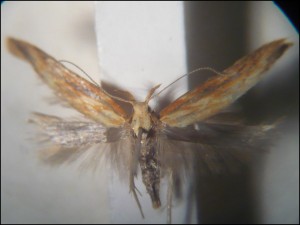 aa 004 Metzneria aprilella.jpg