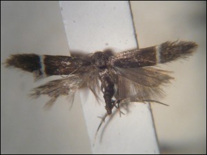 aa 006 Syncopacma larseniella.jpg